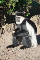 08-Abyssinian black-and-white colobus